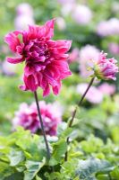 Dahlia 'Emory Paul'