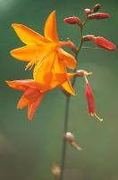 Crocosmia 'Star of the East'