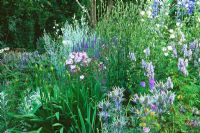 Blue border includes Eryngiums, Chicory, Aconitum 'Stainless Steel', Veronica and Artemisa 'Lambrook Mist' - Little Garth, Dowlish Wake, Somerset