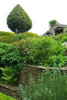 Clipped bay forms a striking shape above retaining stone wall, shrubs, ferns and Rosemary