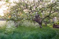 Dawn breaks through Apple blossom with anthriscus sylvestris, cow parsley growing underneath