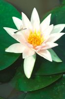 Nyphaea 'Amabilis' - Water Lily