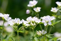 Geranium sylvaticum 'Album'