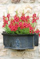Diascia Whisper 'Cranberry Red' in wall mounted container