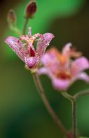 Tricyrtis formosana BSWJ3712 Heavily spotted form