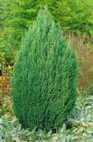 Juniperus chinensis 'Pyramidalis' - Pyramidal Chinese Juniper
