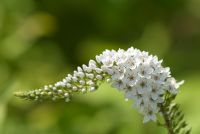 Lysimachia clethroides 