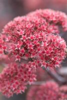 Sedum 'Purple Emperor'