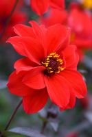 Dahlia 'Bishop of Llandaff'