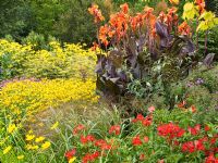Planting of late summer perennials and ornamental grasses in the Square Garden at the RHS Garden Rosemoor - Rudbeckia fulgida var. deamii, Coreopsis 'Schnittgold', Canna 'Wyoming', Alstroemeria 'Red Beauty', Panicum virgatum 'Warrier' and Ulmus glabra 'Lutescens'