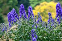 Aconitum carmichaelii 'Arendsii' at RHS Harlow Carr