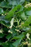 Tillia platyphyllos - Broad Leaved Lime 