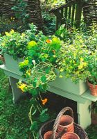 Selection of mints and Nasturtiums on a converted bench