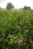 Trifolium pratense - Red Clover as green manure at Riverford Organic.