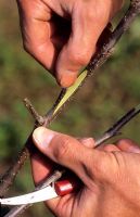 Paul Barnett grafting different variety of apple bud onto family apple tree step 8 comparing size of bud to receiving graft cut