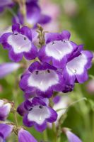 Penstemon 'Pensham Czar'