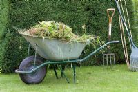 Wheelbarrow full of weeds beside hedge 