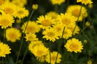 Anthemis tinctoria 'Compacta' 