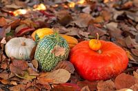 Pumpkins amongst leaf litter in autumn