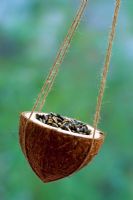 Half a coconut suspended in cradle of garden string and filled with bird seed mix
