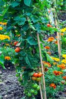 Tomato 'Moneymaker' grown outdoors with marigolds 