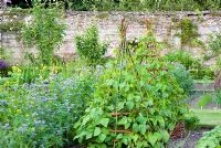 Beans on willow wigwams and green manures - Phacelia tabacetifolia and Mustard