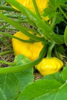 Cucurbita 'Patty Pan' squash 'Sunburst F1'