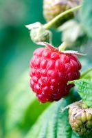 Rubus idaeus 'Autumn Bliss' - Raspberry