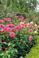 Border of Dahlias by fruit cage at Narborough Hall NGS