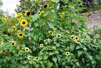 Selection of Helianthus annus - sunflowers in cutting garden