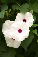 Ipomoea platycodon