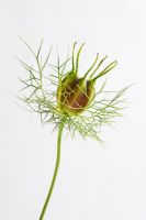 Nigella seed head - Love-in-the-Mist