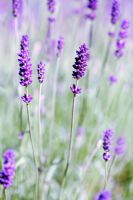 Lavandula angustifolia - Lavender