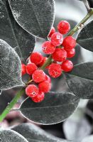 Ilex altaclarensis - Holly berris covered in early morning frost