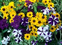 Spectacular blue, yellow, black and white colour scheme for summer featuring Rudbeckia 'Toto', Heliotropium arborescens 'Marine' and blue and white striped Petunias