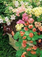 Unusual peach, pink and flesh tones with Tropaeolum majus 'Margaret Long', Phlox drummondii 'Phlox of Sheep', pale Nicotiana and red lettuce in a buff reconstituted stone trough