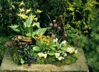 Stone sink with woodland style planting for shade. Erythronium 'Pagoda' at the rear, Erythronium californicum 'White Beauty', gold laced Primula polyanthus, Fritillaria meleagris and Primula vulgaris 'Miss Indigo' with Violas