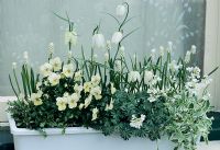 White themed window box for Spring with  Fritillaria meleagris 'Alba', Muscari botryoides 'Album', Oxalis adenophylla, Arabis caucasica 'Variegata' and white Violas