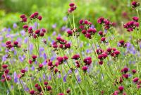 Cirsium rivulare 'Atropurpureum' with Geranium 'Johnson's Blue'