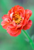 Geum 'Mrs Bradshaw'