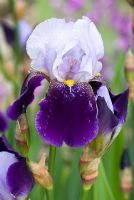Iris 'Braithwaite' - Tall bearded Iris