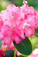 Rhododendron 'Linda' 