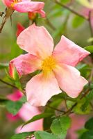 Rosa x odorata 'Mutabilis' - China Rose