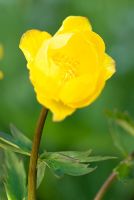 Trollius x cultorum 'Earliest of All' - Globe Flower