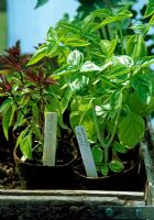 Ocimum basilicum - Basil in pots