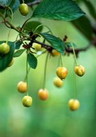 Prunus 'Morello' - Young cherries