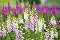 Digitalis purpurea 'Camelot Lavender' 