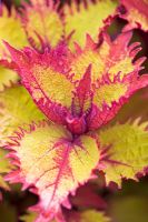 Coleus 'Henna'