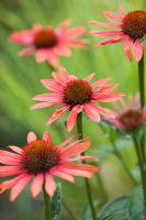 Echinacea purpurea 'Sundown'