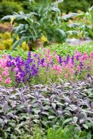 Potager with Salvia viridis Marble Arch mix, Salvia officinalis 'Purpurascens' and Cynara cardunculus covered to keep the stalkes tender for eating